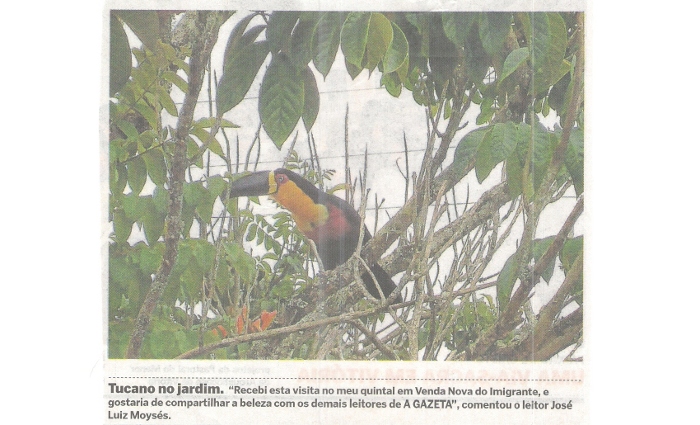 Tucano no Jardim